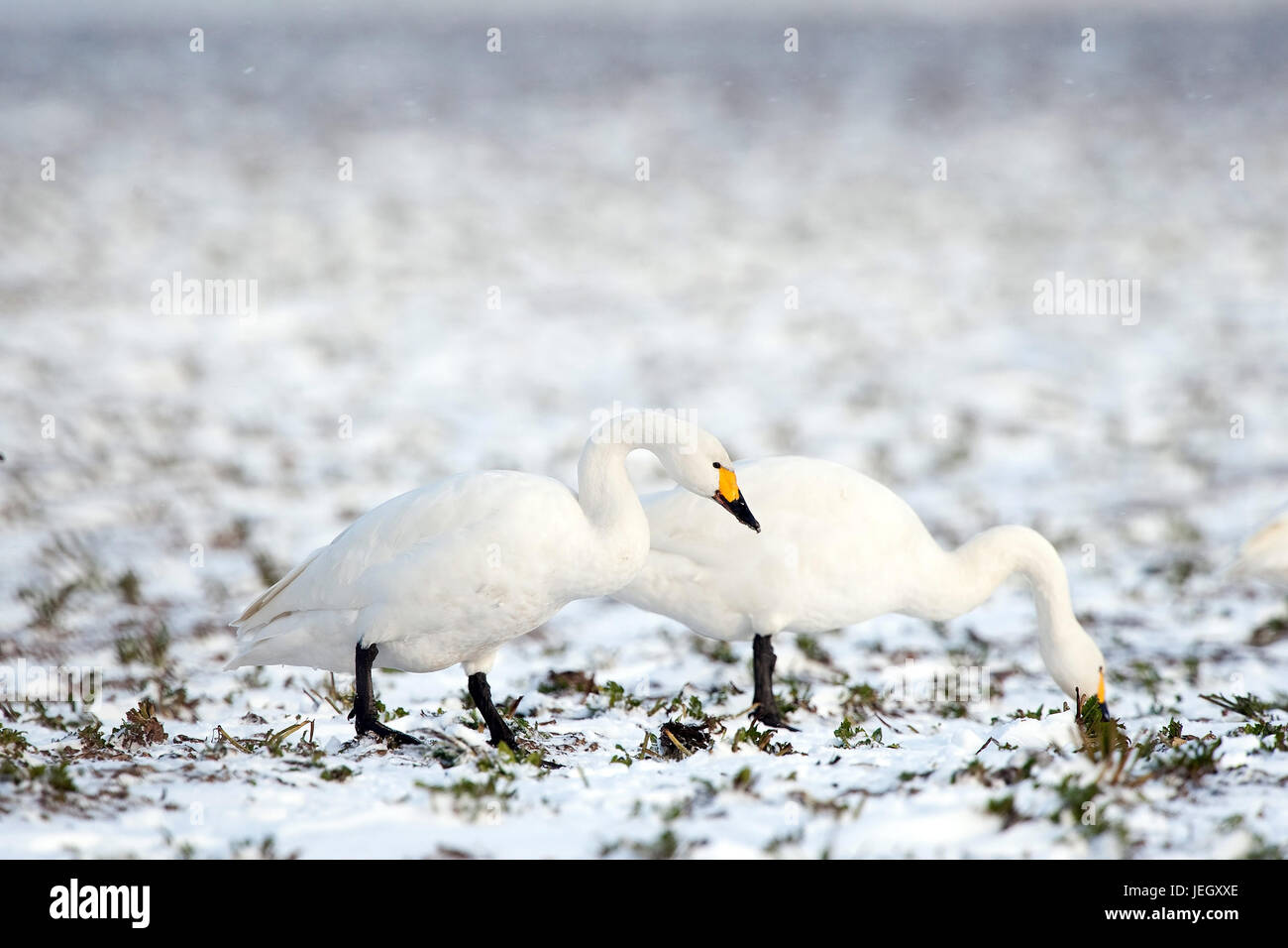 Song swans in winter, Cygnus cygnus, Singschwäne im Winter Stock Photo