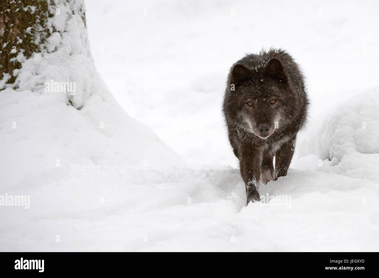 Timberwolf, Canis lupus lycaon, Timberwolf (Canis lupus lycaon) Stock Photo