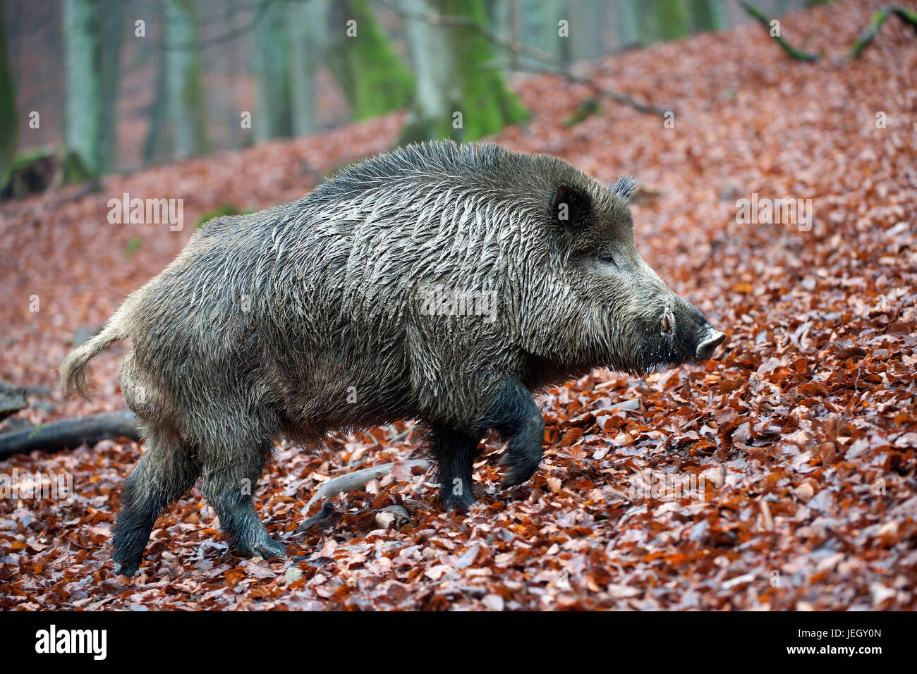 Wildly boar, Sus scrofa, Wildschwein (Sus scrofa) Stock Photo