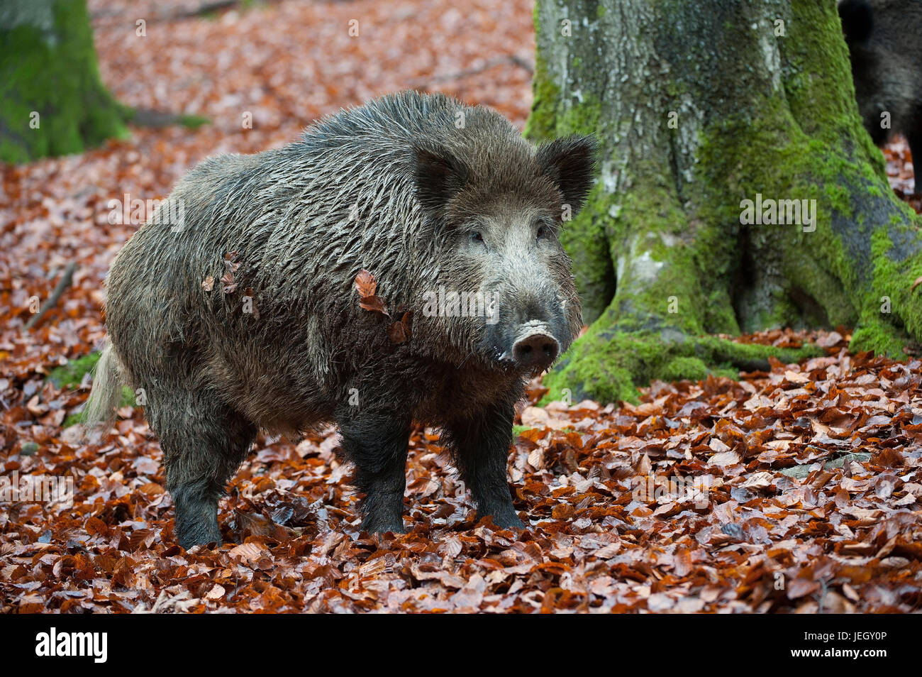 Wildly boar, Sus scrofa, Wildschwein (Sus scrofa) Stock Photo