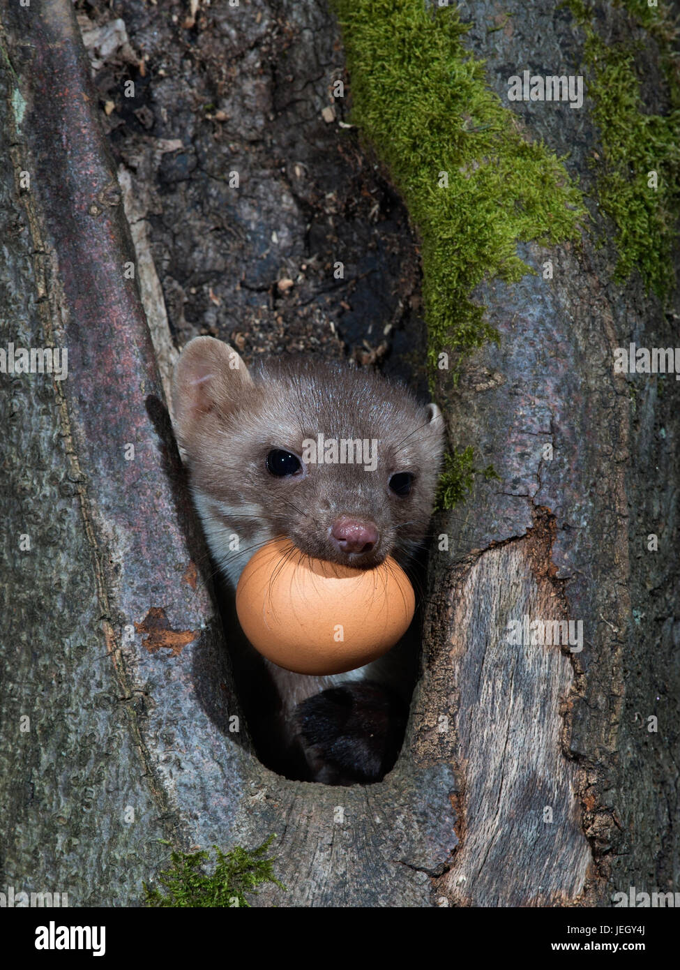 Stone marten, house marten, Martes foina, Steinmarder, Hausmarder Stock Photo