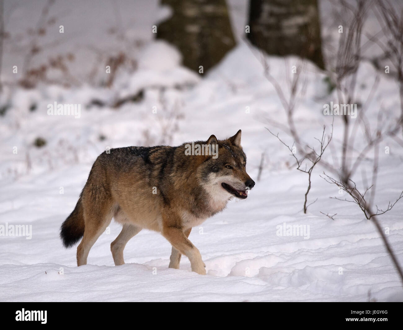 Wolf in winter on food search (Canis lupus, Wolf im Winter auf Nahrungssuche(Canis lupus) Stock Photo