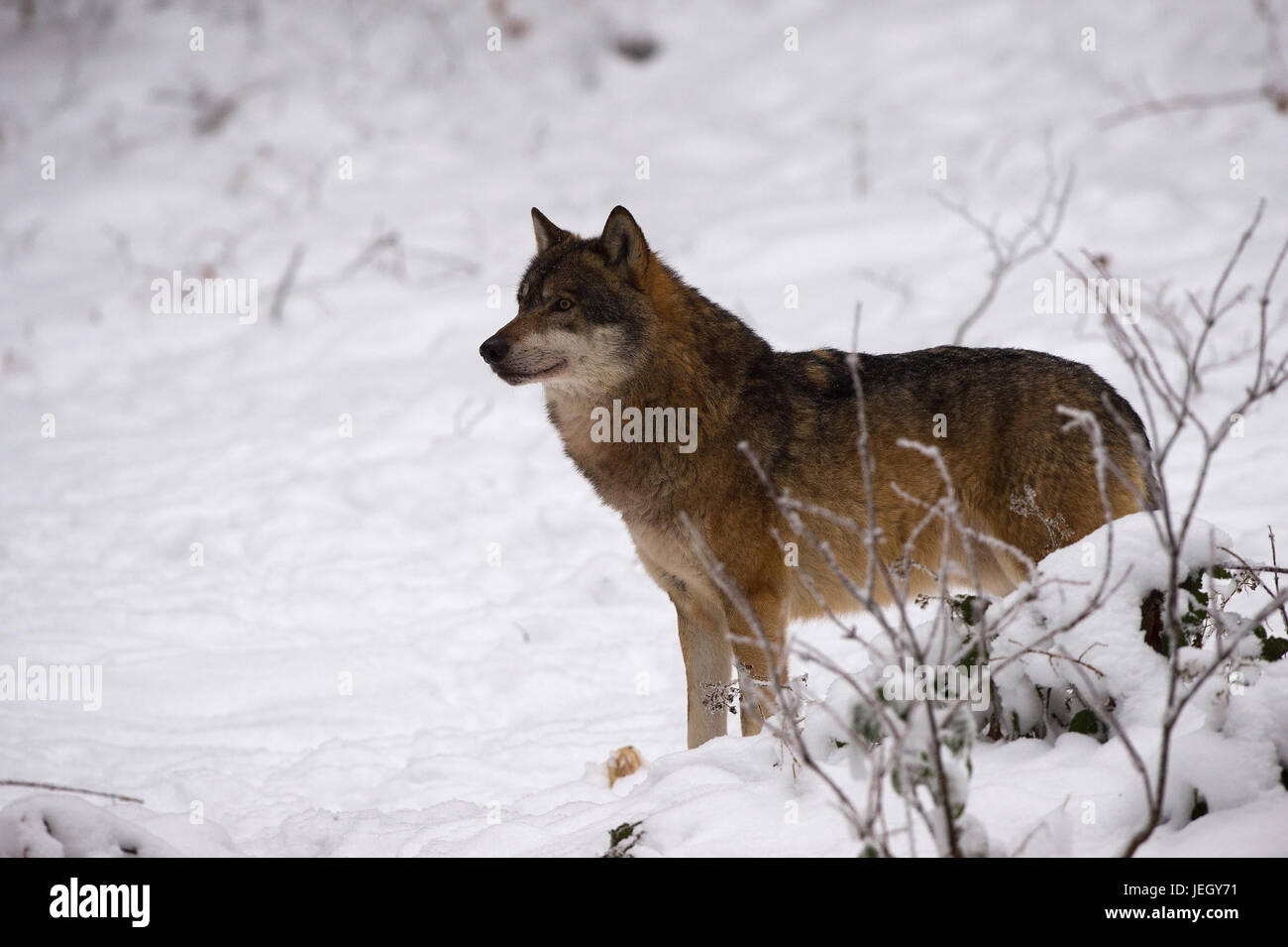 Wolf in winter on food search (Canis lupus, Wolf im Winter auf Nahrungssuche(Canis lupus) Stock Photo