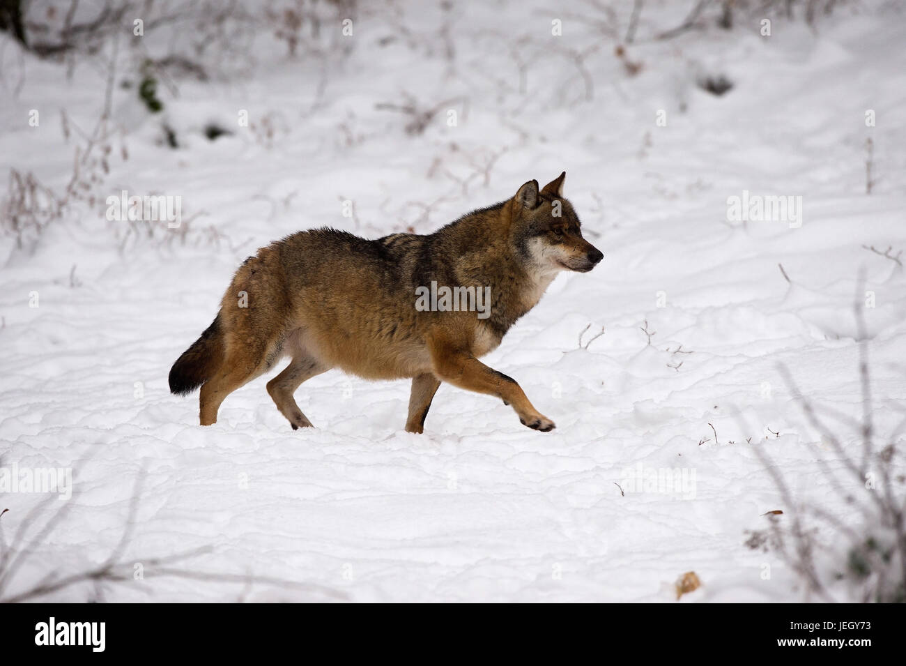 Wolf in winter on food search (Canis lupus, Wolf im Winter auf Nahrungssuche(Canis lupus) Stock Photo