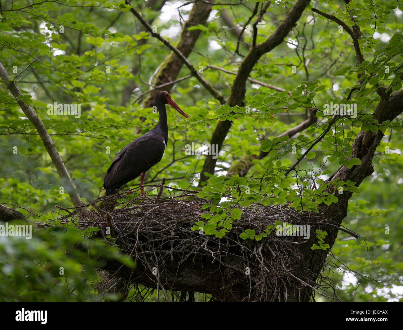 Black stork, Ciconia nigra, Schwarzstorch (Ciconia nigra) Stock Photo
