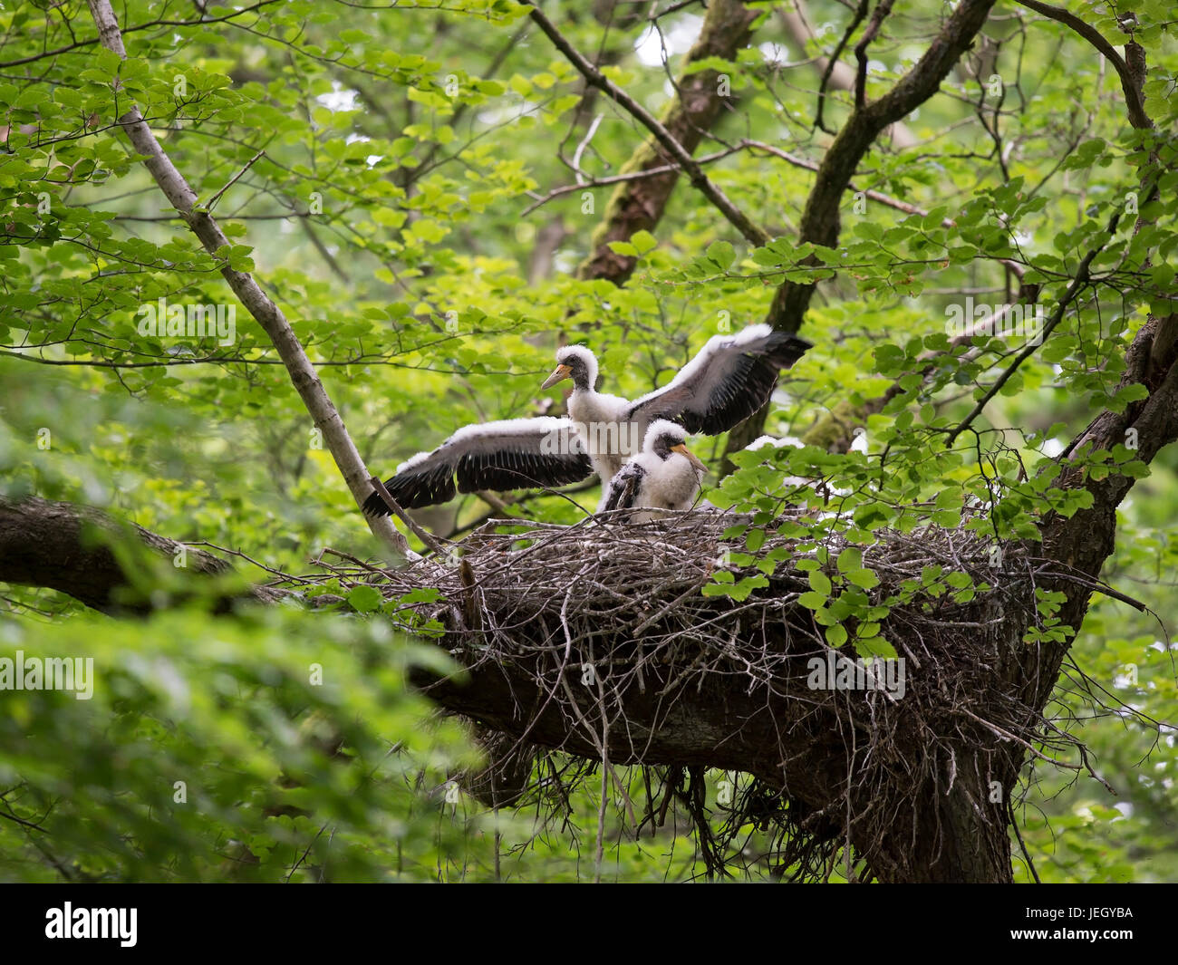 Black stork, Ciconia nigra, Schwarzstorch (Ciconia nigra) Stock Photo