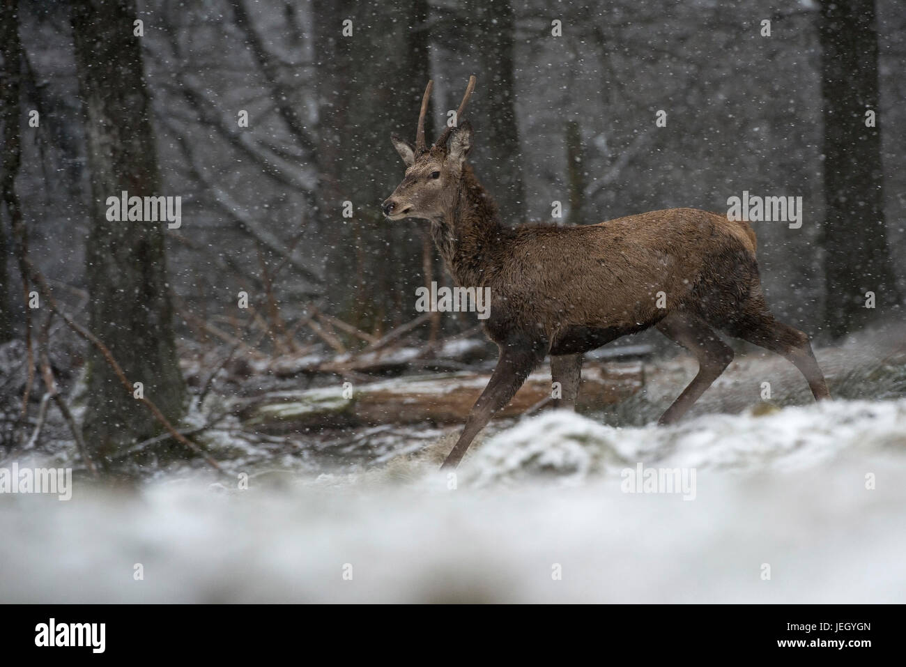 Red deer in winter, Cervus elaphus, Rothirsch im Winter Stock Photo