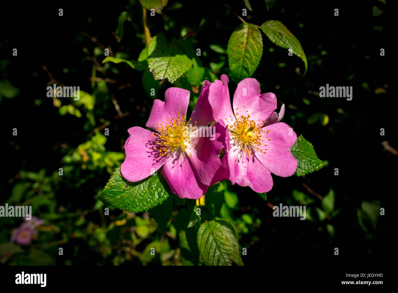 Pink wild wood rose (Rosa woodsii Stock Photo Alamy