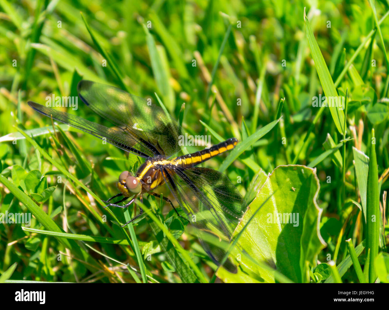 Black and yellow dragonfly (Libellula luctuosa) on green grass Stock ...