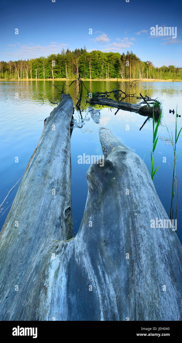 Dead wood in the lake, Schweingartensee, Müritz National Park, Mecklenburg-Western Pomerania, Germany Stock Photo