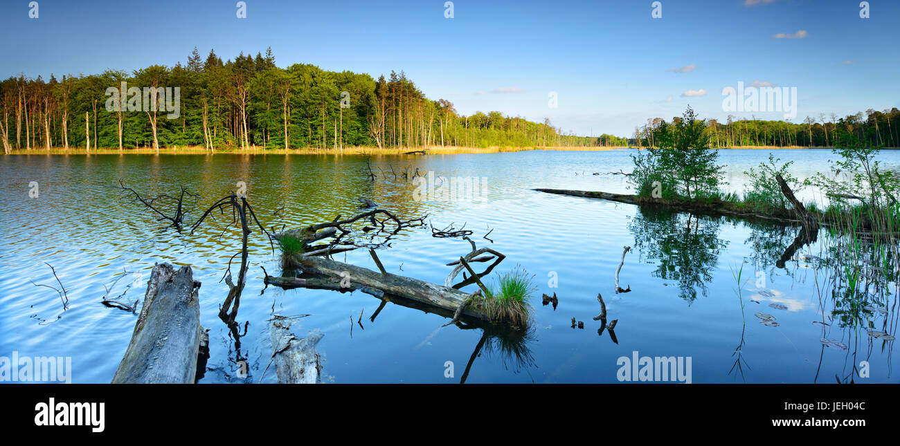 Dead wood in the lake, Schweingartensee, Müritz National Park, Mecklenburg-Western Pomerania, Germany Stock Photo