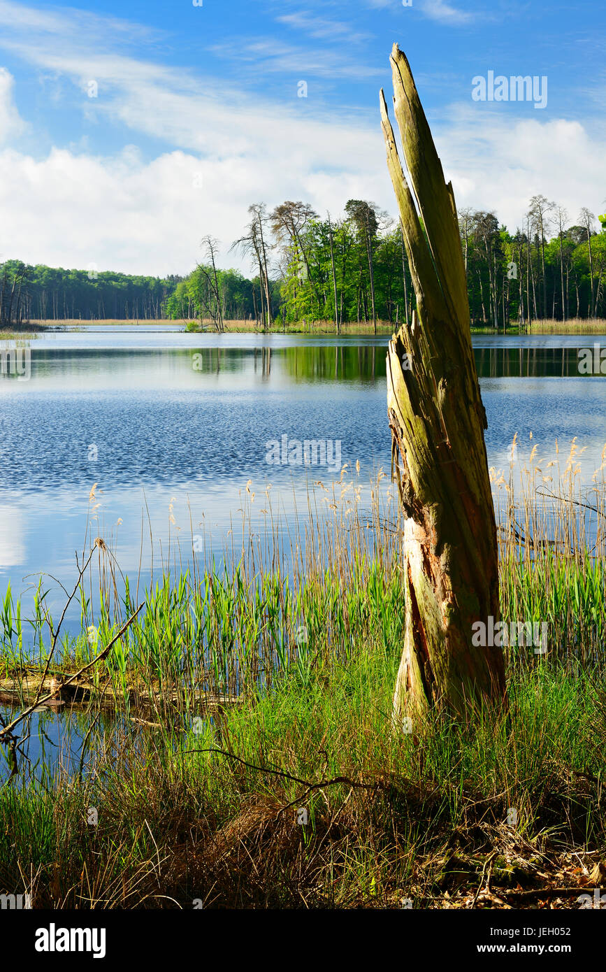 Dead wood on lake, Schweingartensee, Müritz National Park, Mecklenburg-Western Pomerania, Germany Stock Photo