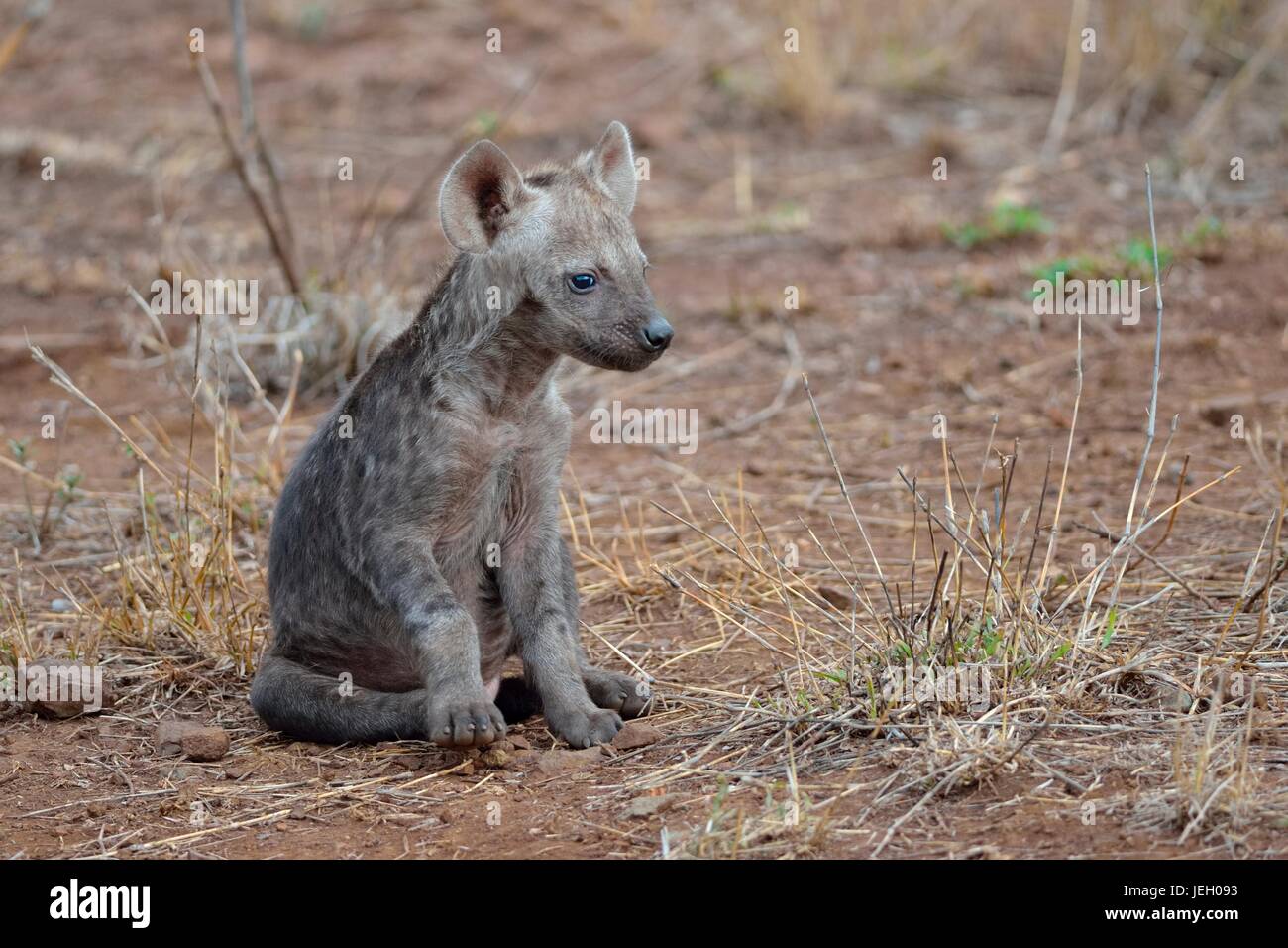 Spotted hyena or Laughing hyena (Crocuta crocuta), male baby animal  sitting, Kruger National Park, South Africa Stock Photo - Alamy