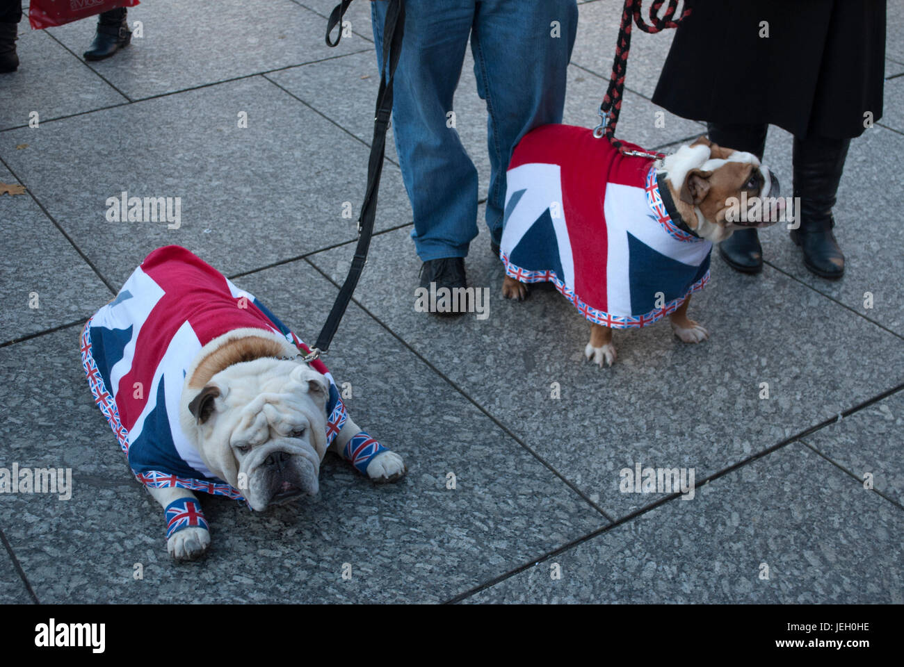 Union Jack Bulldog Coat 