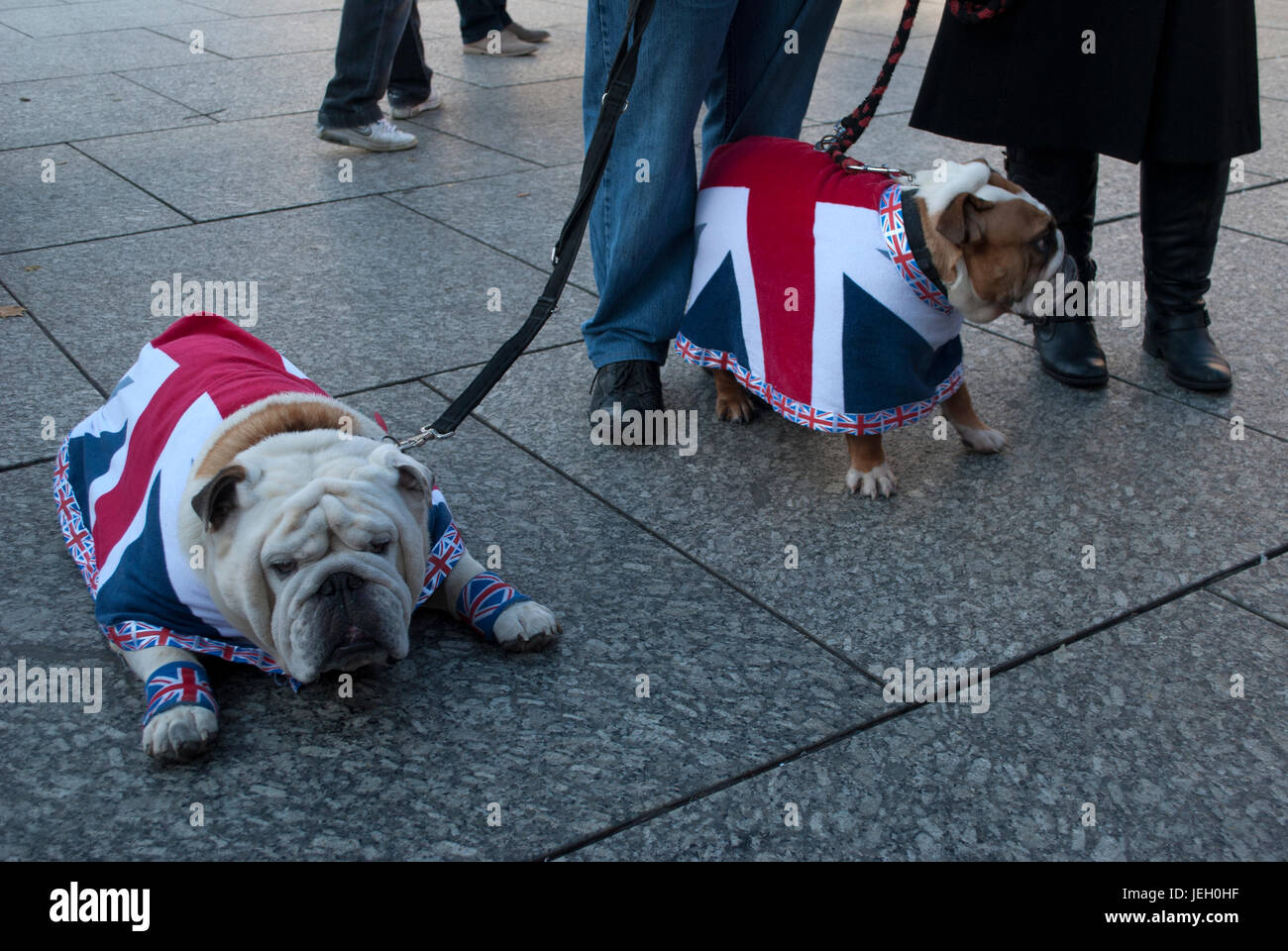 Bulldogs wearing Union Jack Flag coats at the Remembrance Sunday parade ...