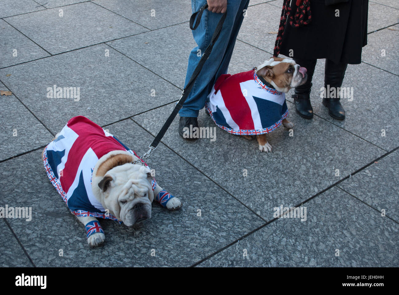 British bulldog wearing union jack hires stock photography and images