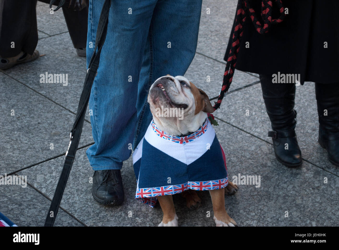Bulldogs wearing Union Jack Flag coats at the Remembrance Sunday parade