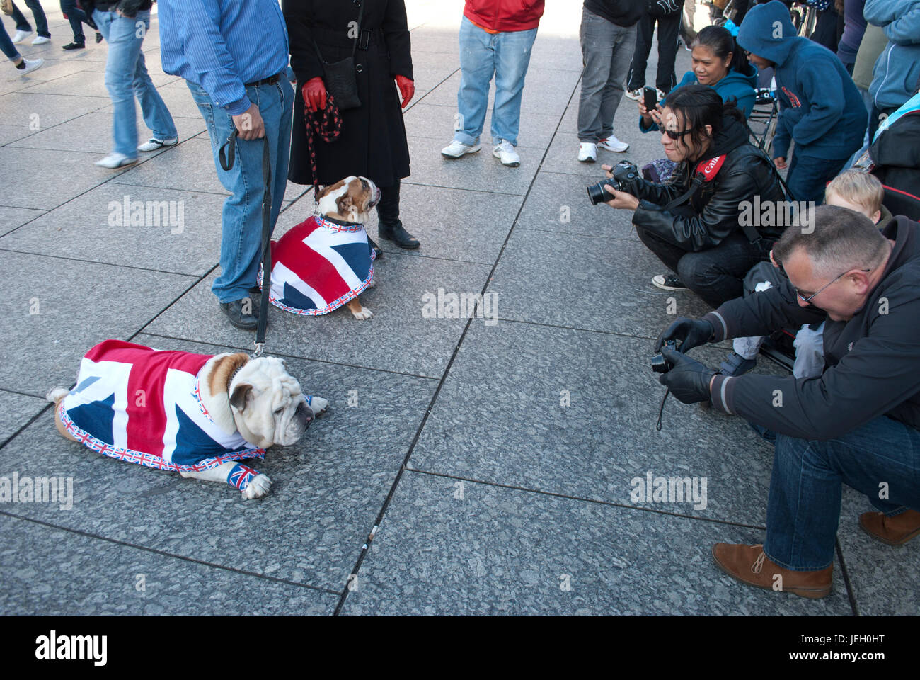 Bulldogs wearing Union Jack Flag coats at the Remembrance Sunday parade