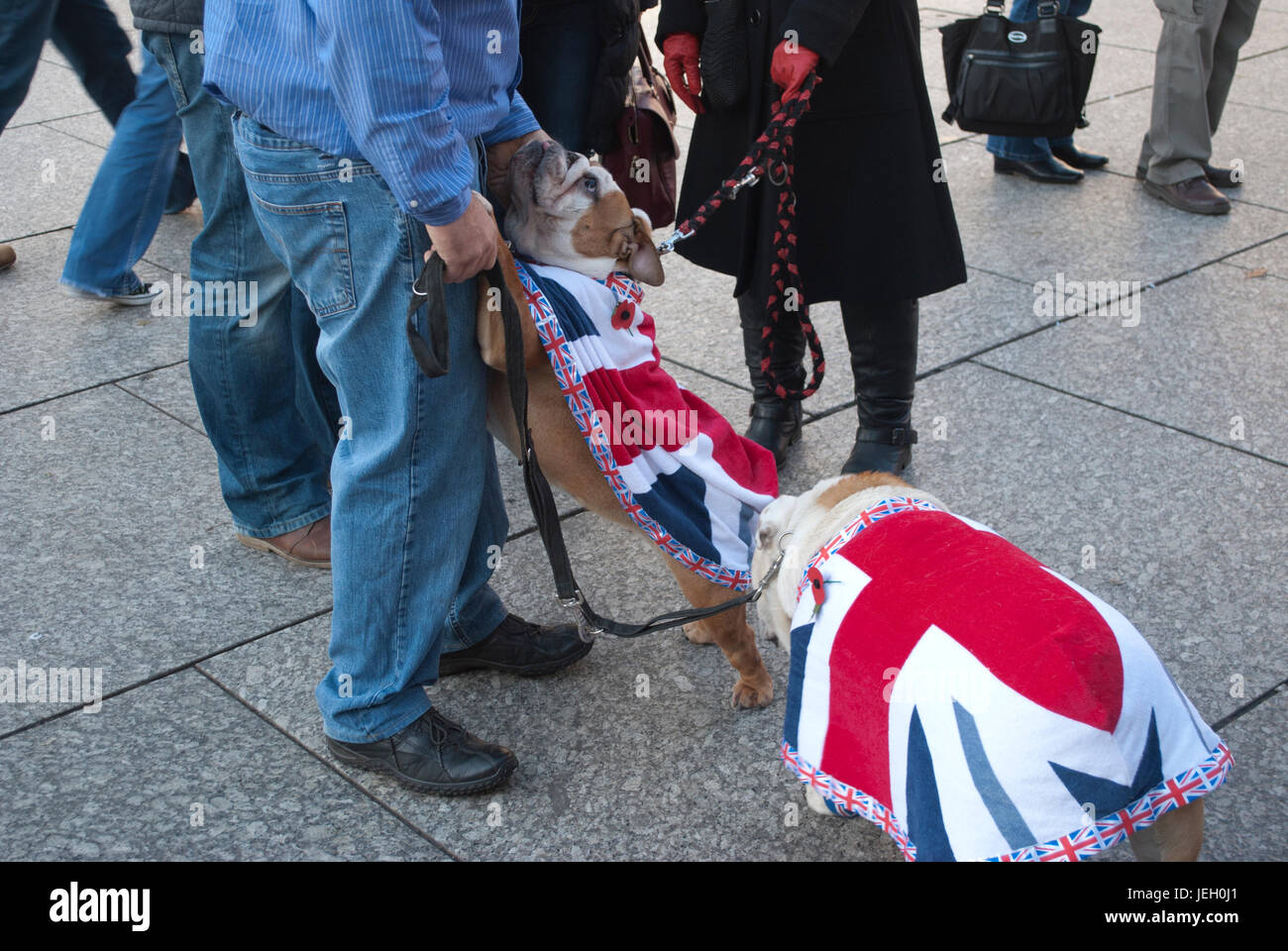 Bulldogs wearing Union Jack Flag coats at the Remembrance Sunday parade