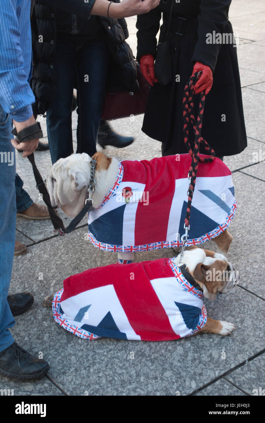 Bulldogs wearing Union Jack Flag coats at the Remembrance Sunday parade