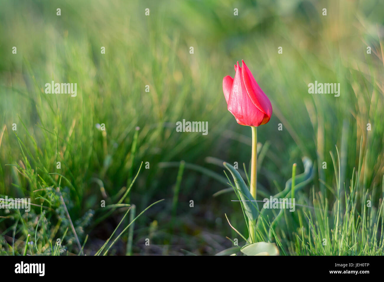 Wild red tulip in steppe Stock Photo