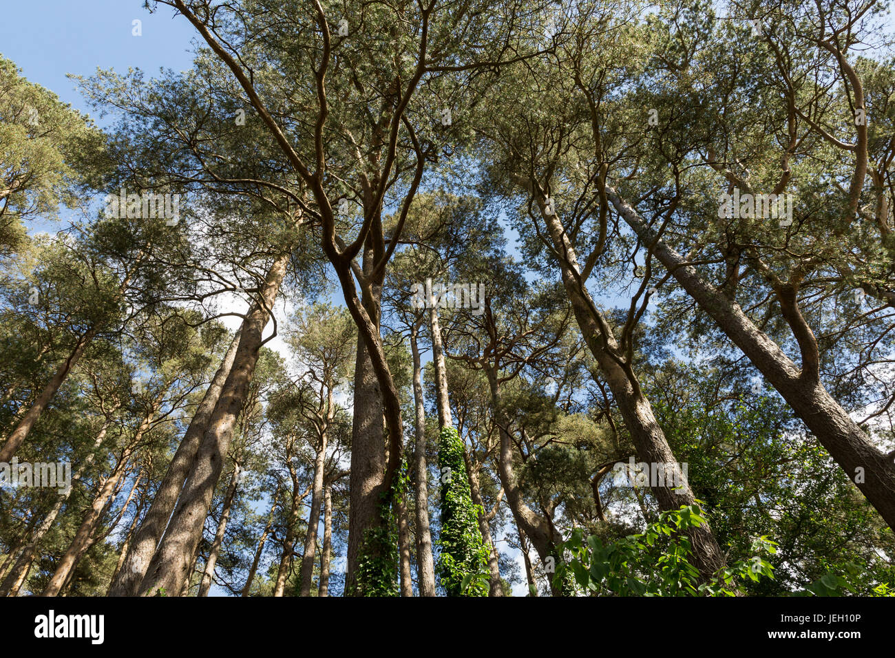 looking up into a stand of trees Stock Photo Alamy