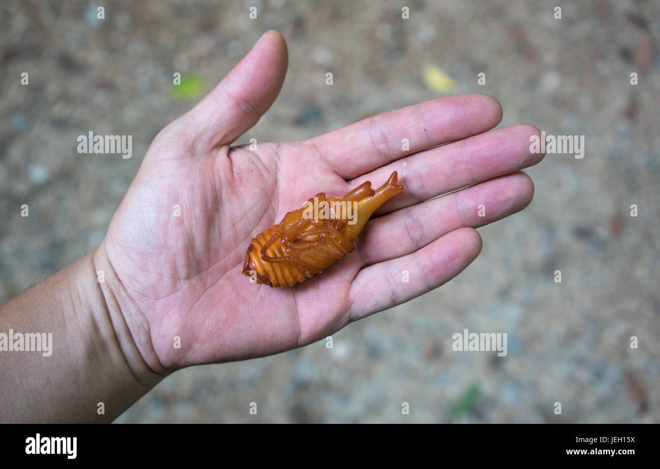 Beetle larva pupa hi-res stock photography and images - Alamy