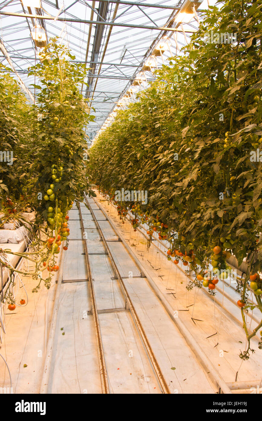 Greenhouse iceland hi-res stock photography and images - Alamy