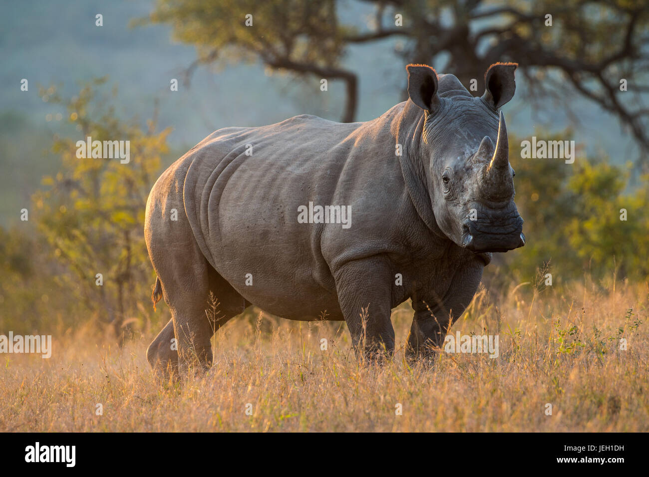 White Rhino in late evening light. Near Berg-En-Dal, Kruger Park, South Africa Stock Photo