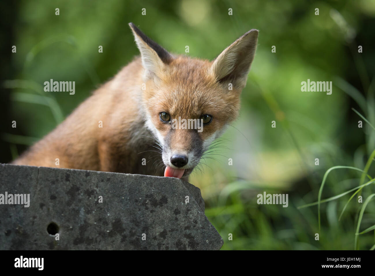 Growing fox cub hi-res stock photography and images - Alamy