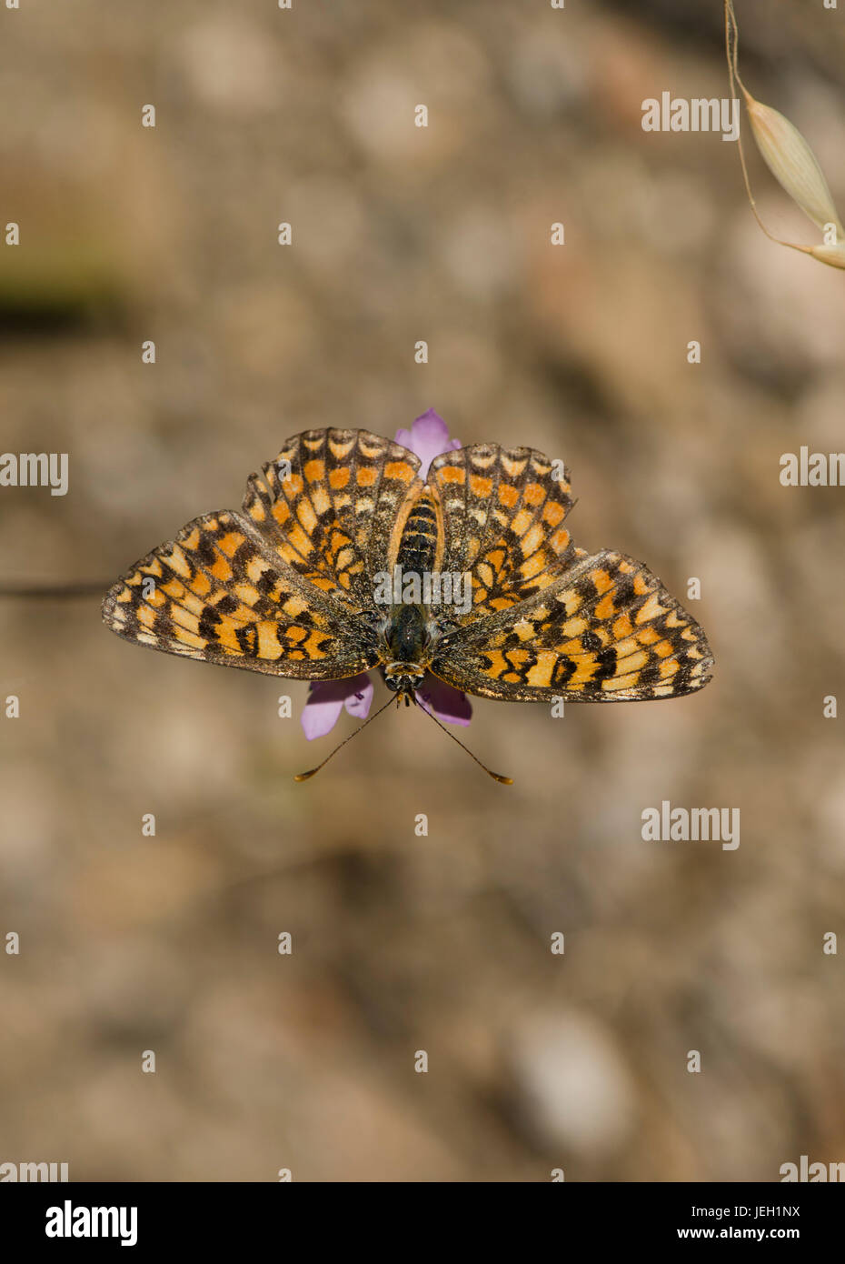 Knapweed fritillaries, Melitaea phoebe, butterfly, Spain. Stock Photo