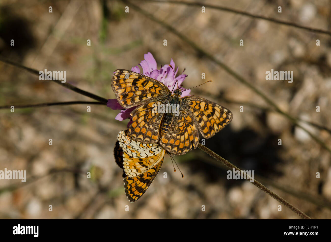 Knapweed fritillaries, Melitaea phoebe, butterfly, Spain. Stock Photo