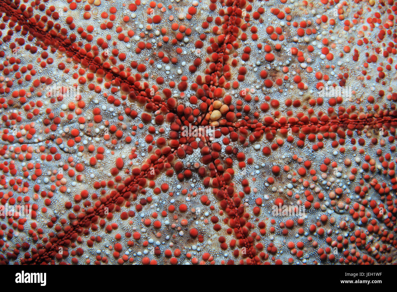 Pin cushion sea star (Culcita schmedeliana) underwater in the tropical coral reef Stock Photo
