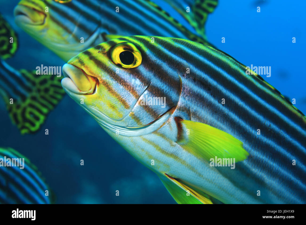 Oriental sweetlips fish (Plectorhinchus orientalis) underwater in the