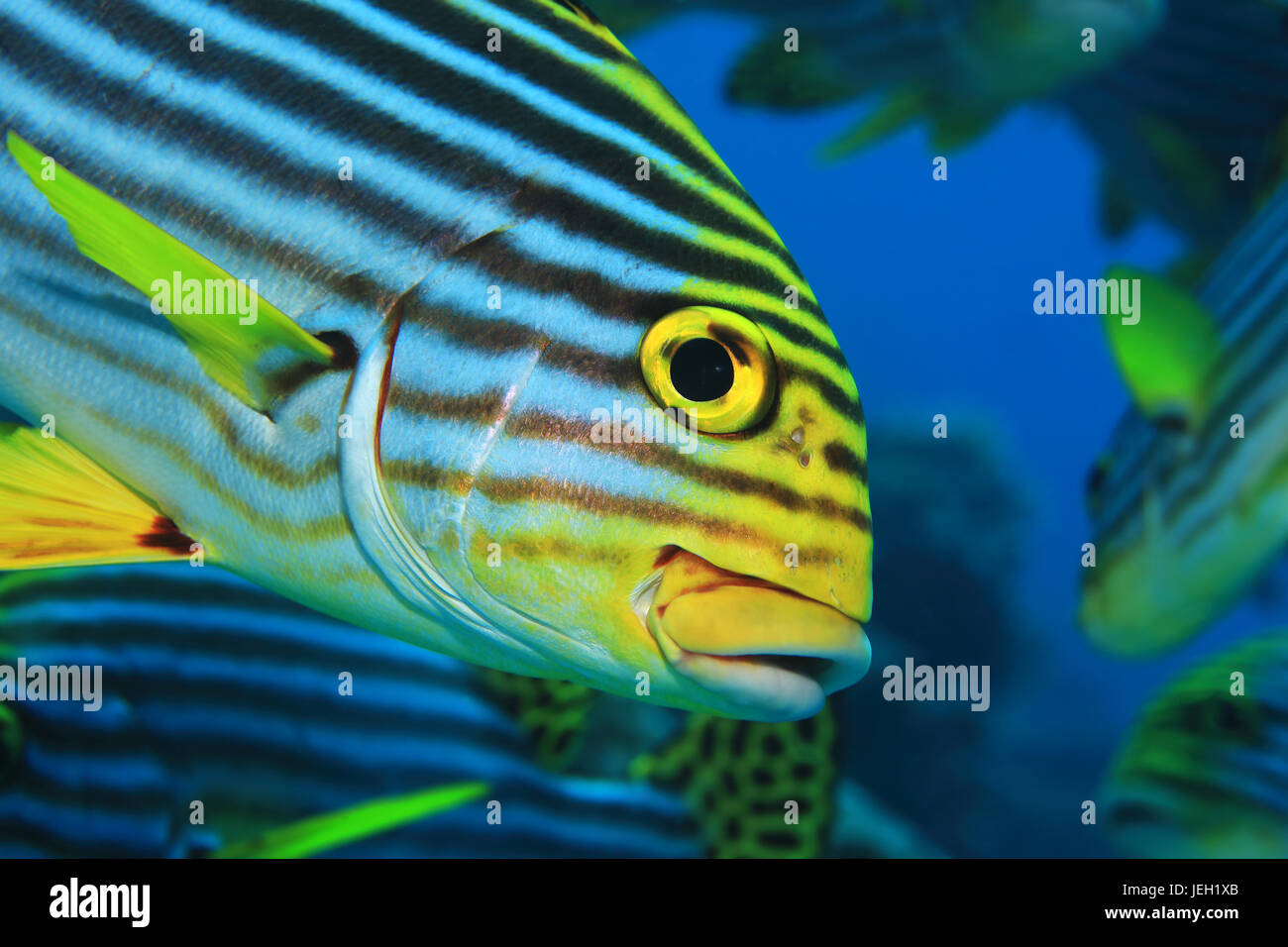 Oriental sweetlips fish (Plectorhinchus orientalis) underwater in the