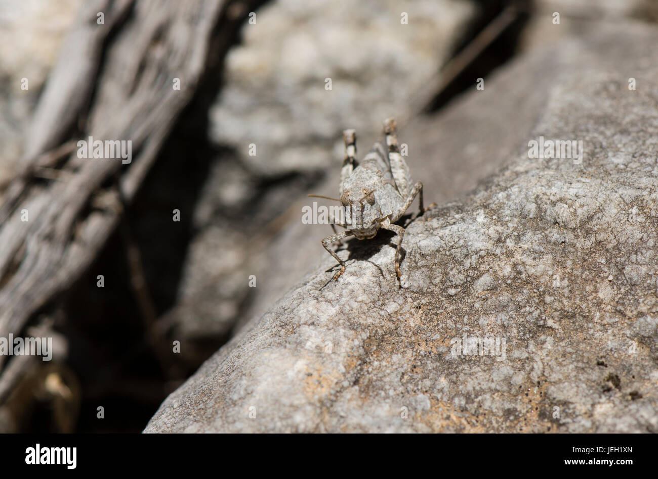 frontal view blue-winged grasshopper, Oedipoda caerulescens, resting on rock, Andalusia, Spain. Stock Photo