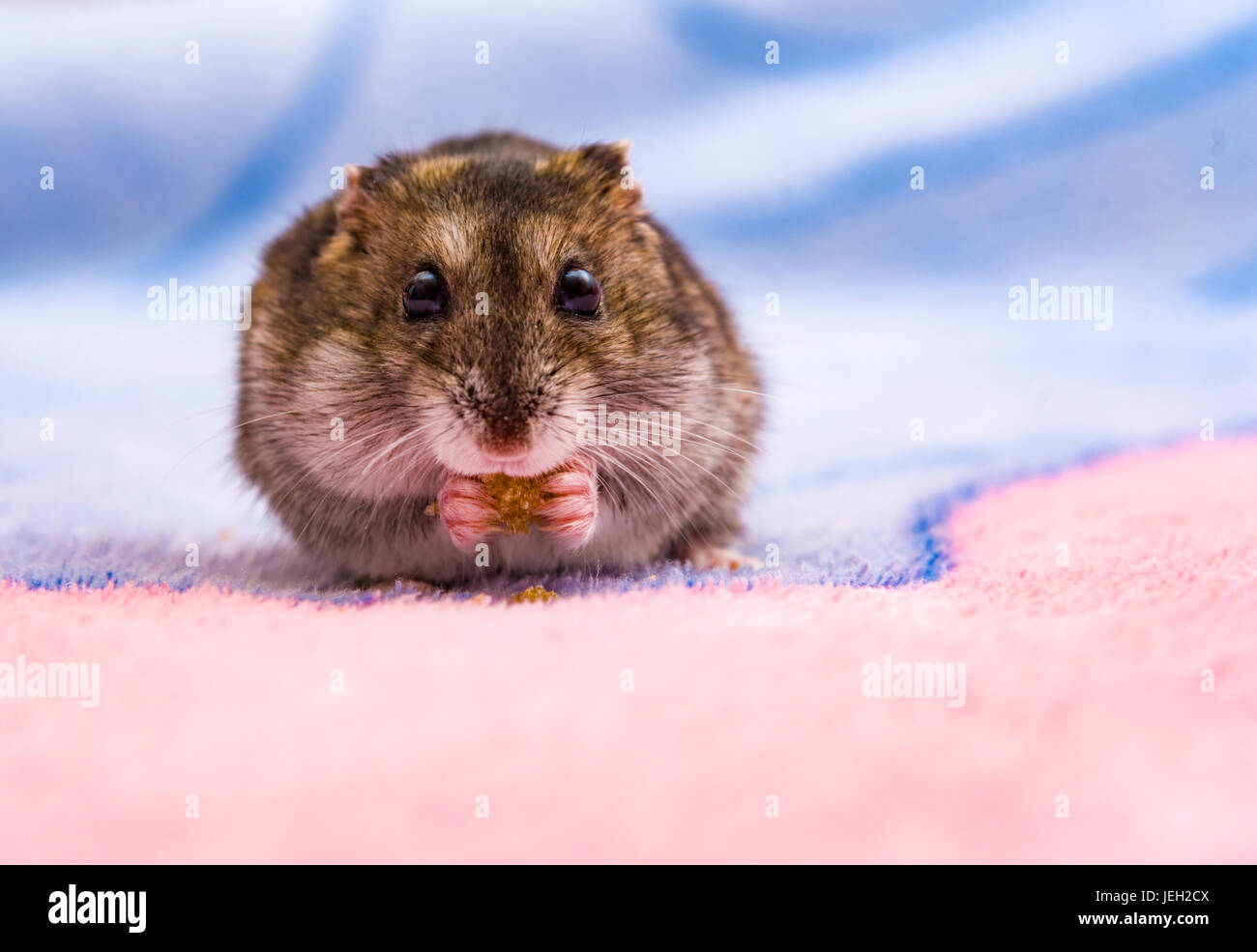 hamster eating seeded bread on a chopping board Gray hamster eating ...