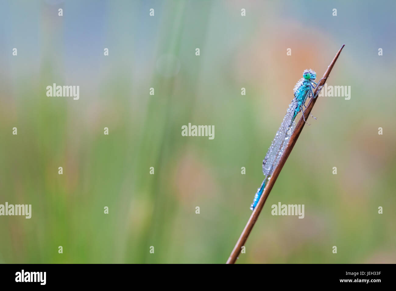 On a stick of a plant there is a goblet-marked damselfly whit dew on the wings Stock Photo