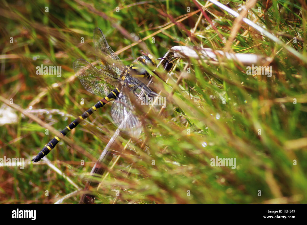 Golden-ringed dragonfly (Cordulegaster boltonii) - the longest of the  British dragonflies, lying in wait, UK wildlife, West Yorkshire Stock Photo