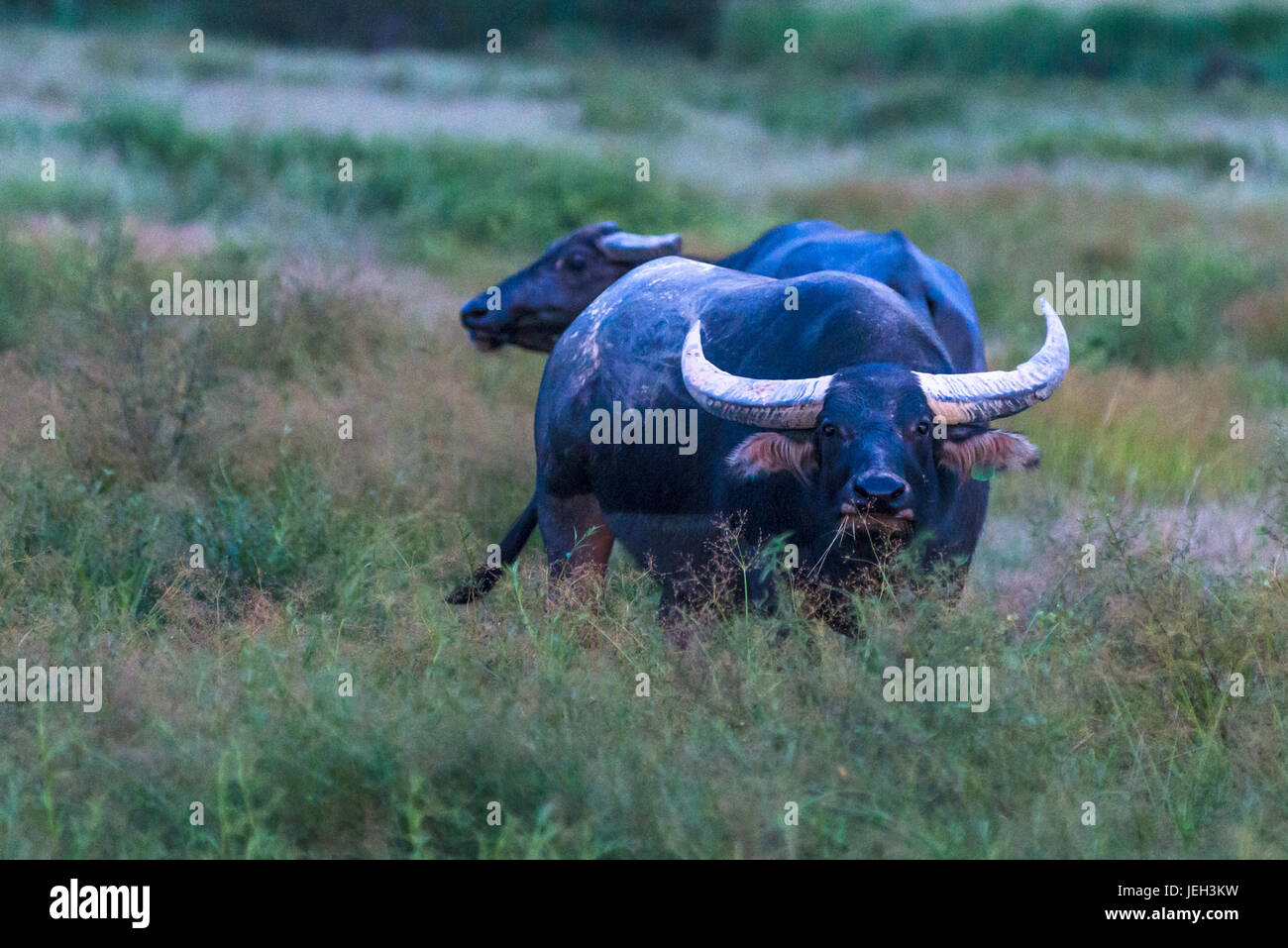 Water Buffalo Australia High Resolution Stock Photography and Images Alamy