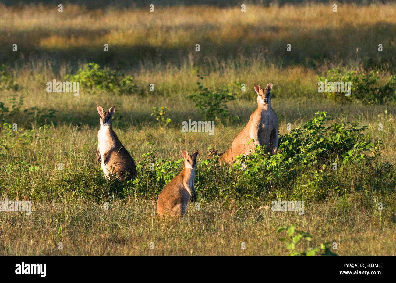 Wallabies in farmer's field near Kakadu national park, Northern territory, Australia. Stock Photo