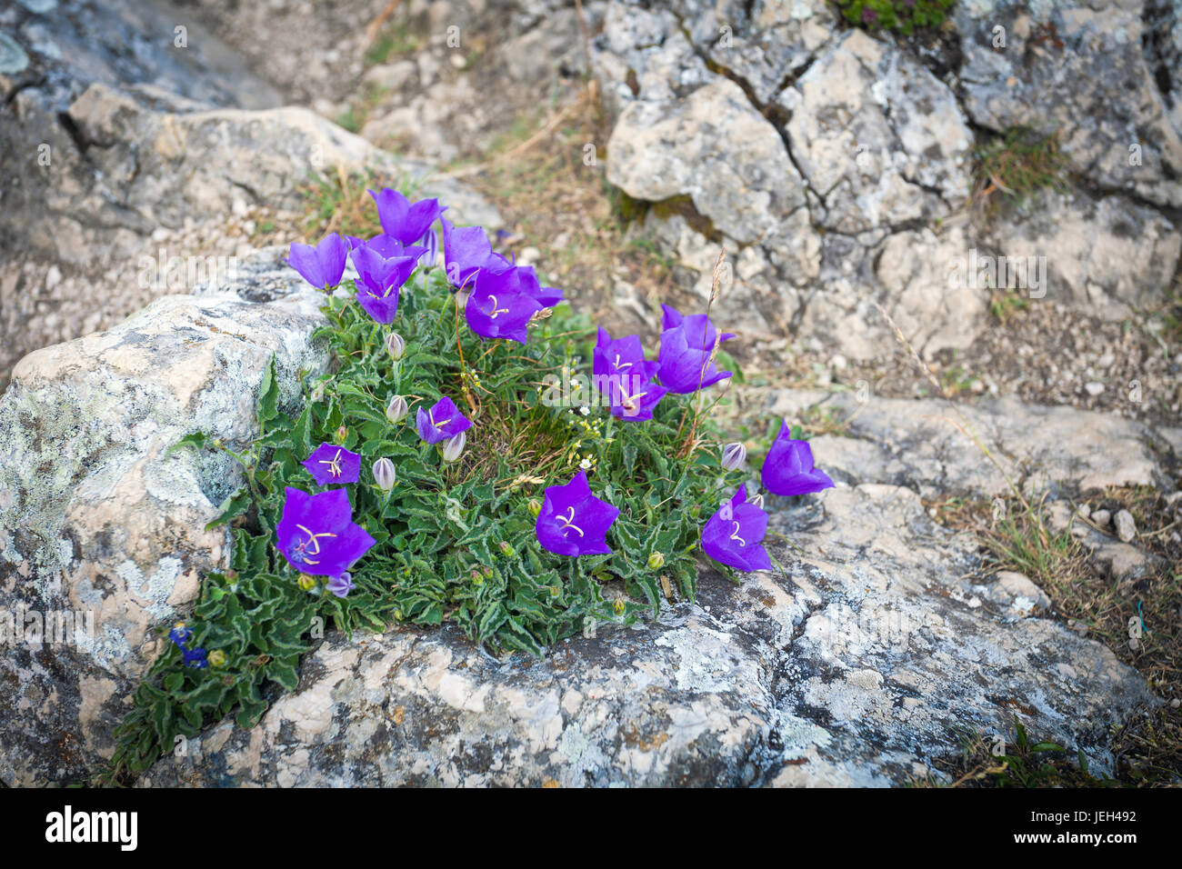 Purple bell flowers on rock Stock Photo Alamy