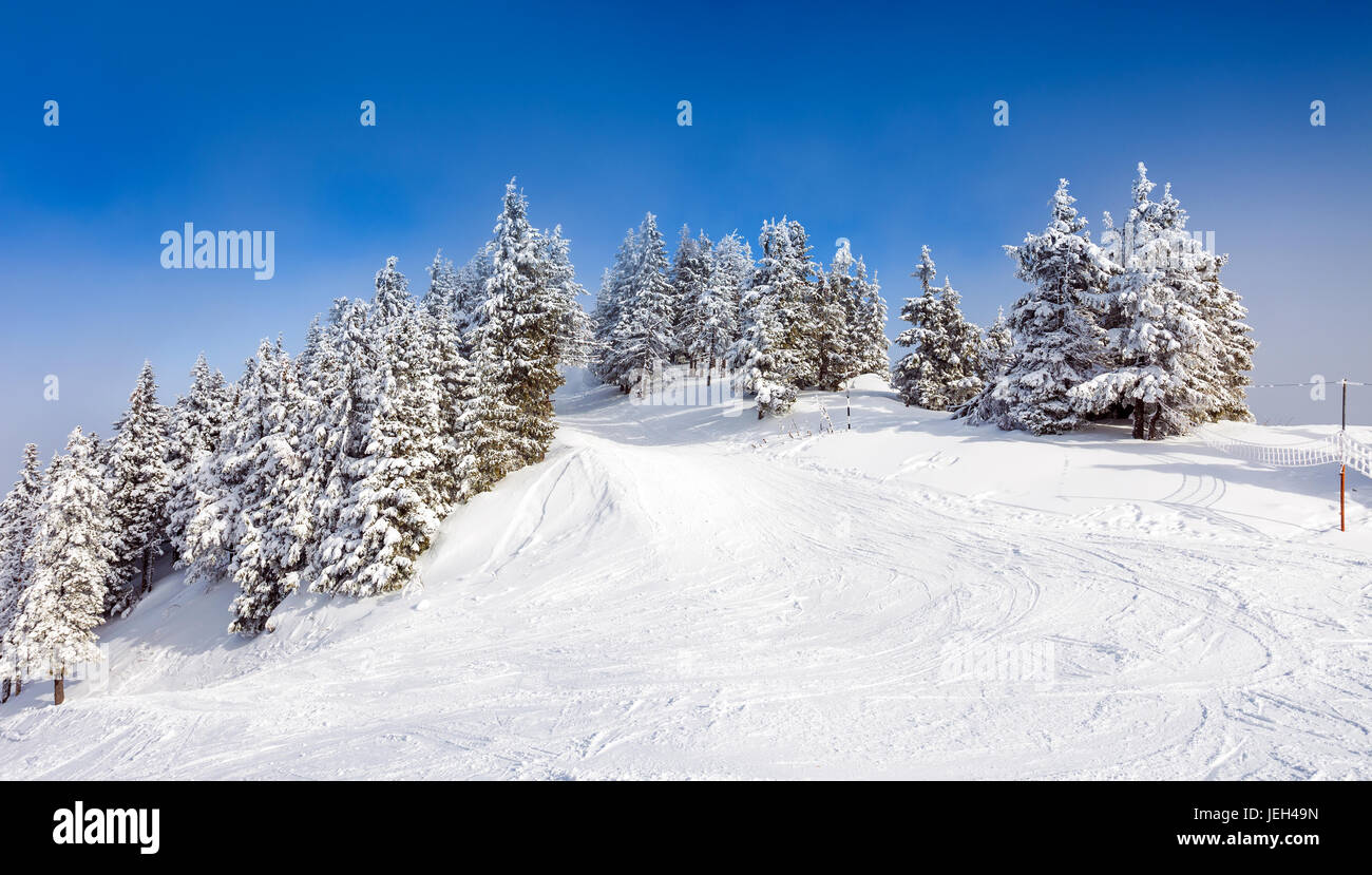 Pine forest covered in snow hi-res stock photography and images - Alamy