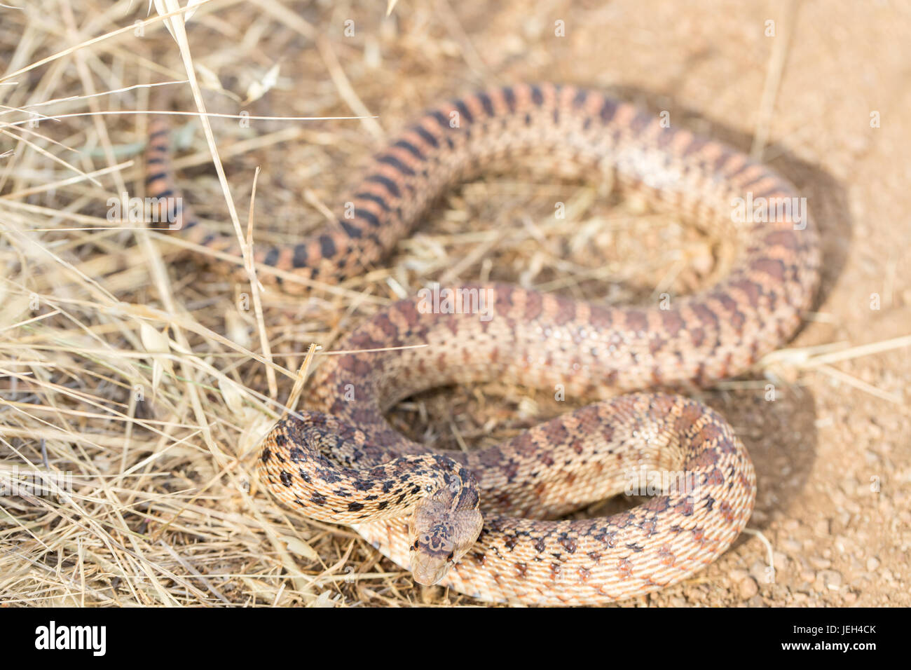 Pacific Gopher Snake (Pituophis catenifer catenifer) Adult in defensive posture. Stock Photo
