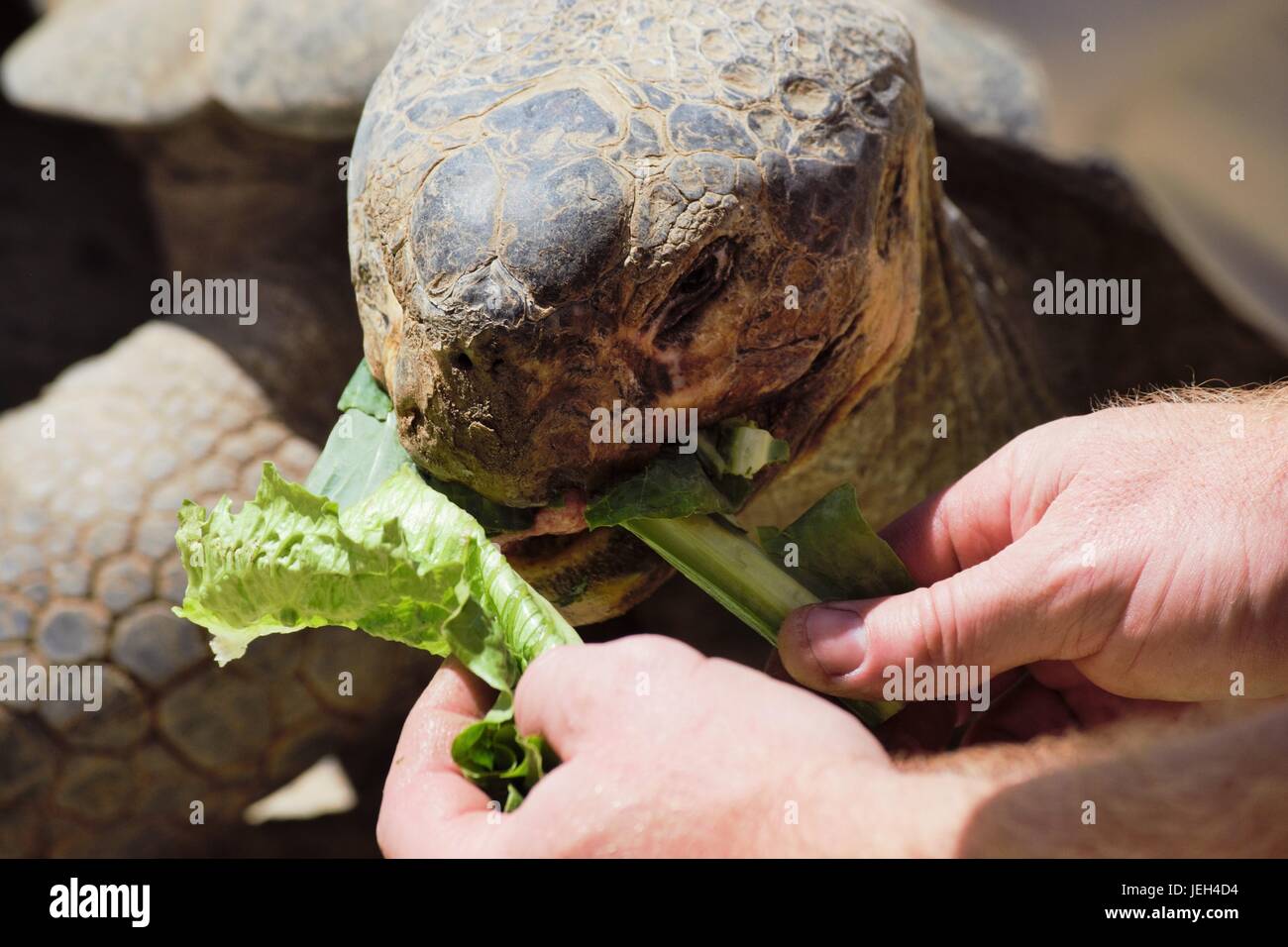 Tortoise at San Diego Zoo Stock Photo