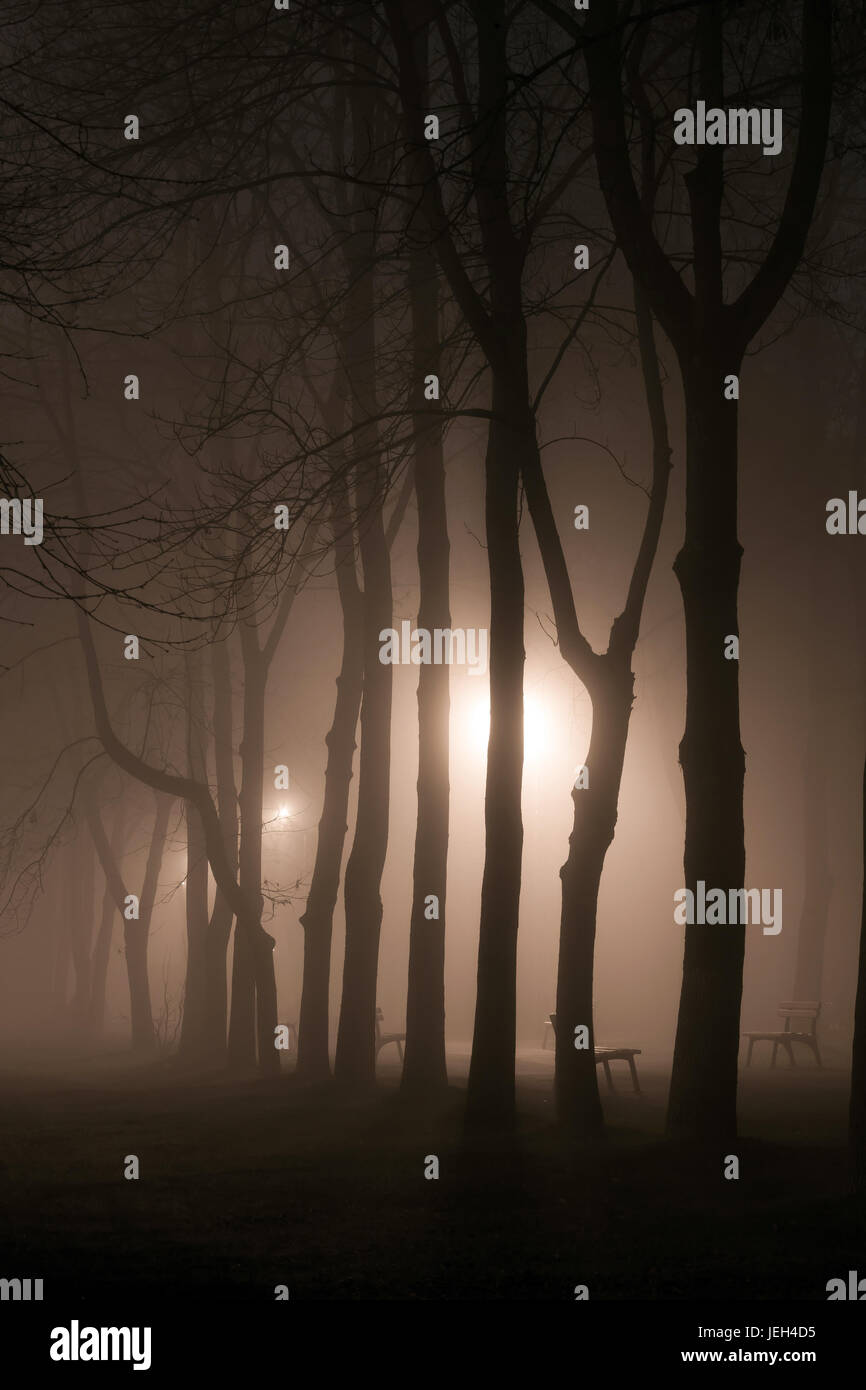 Dark foggy forest scary trees hi-res stock photography and images - Alamy