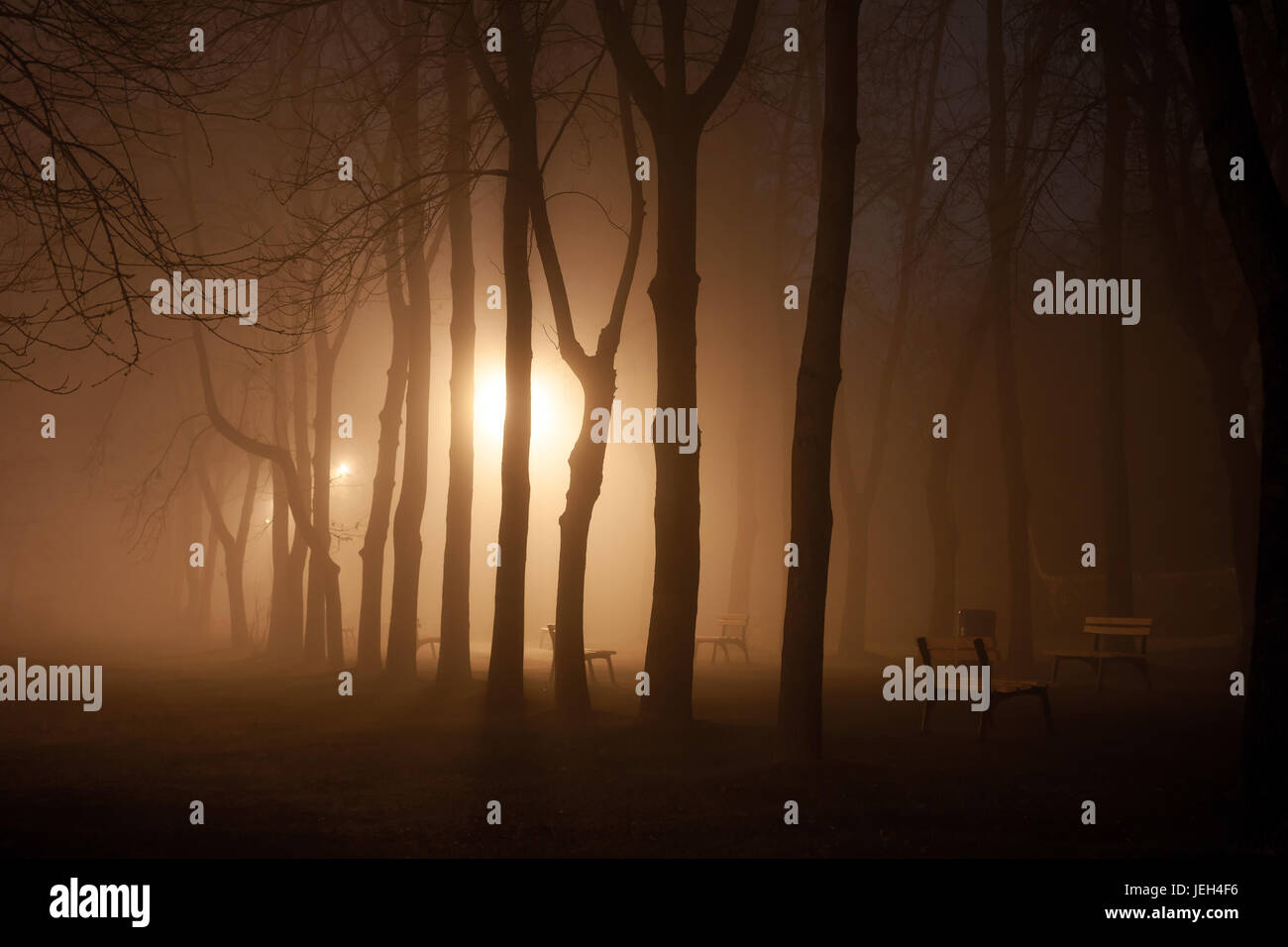 Dark foggy forest scary trees hi-res stock photography and images - Alamy