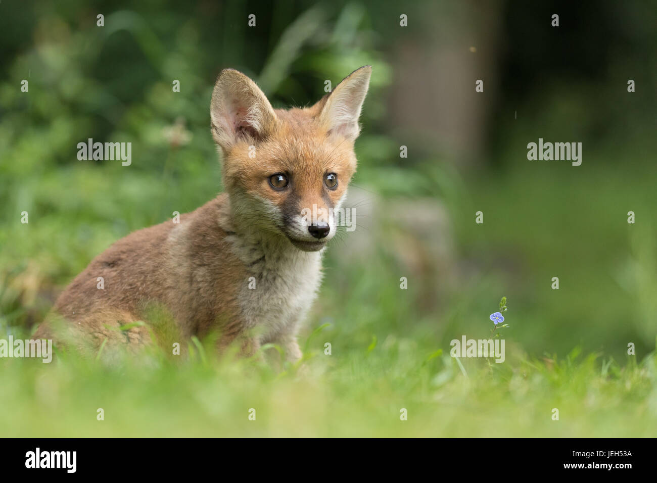 Young fox cub exploring its new surroundings Stock Photo
