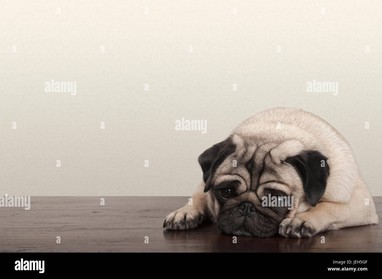 cute little pitiful sad pug puppy dog, lying down on wooden floor Stock Photo