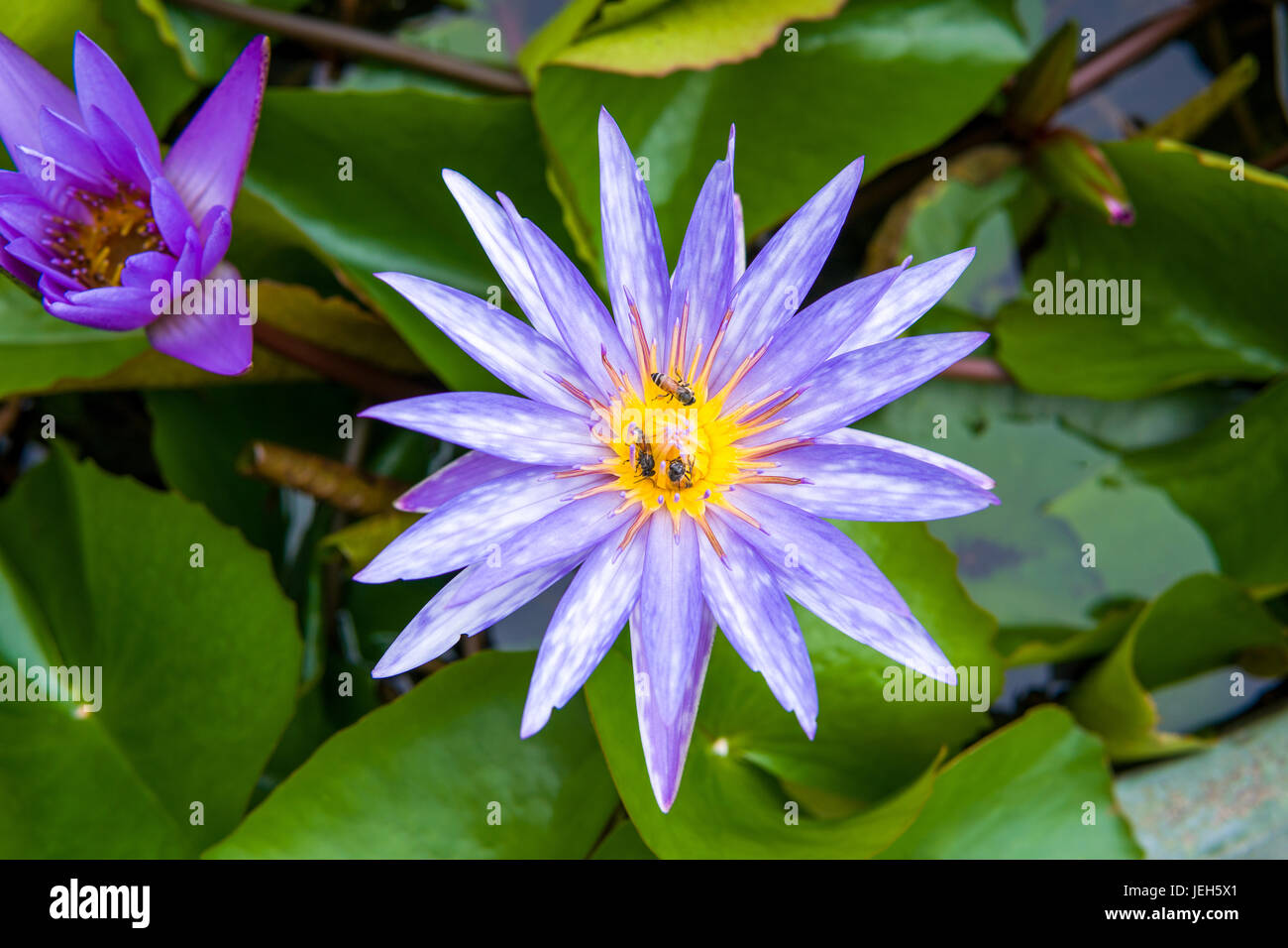 top view of purple water lily with bee Stock Photo - Alamy